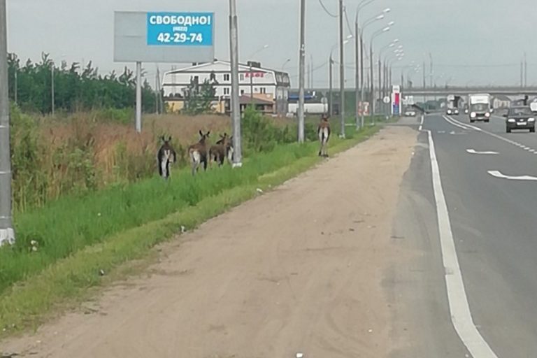 Под Тверью в районе развязки гуляют молодые лоси Под Тверью в районе развязки гуляют молодые лоси