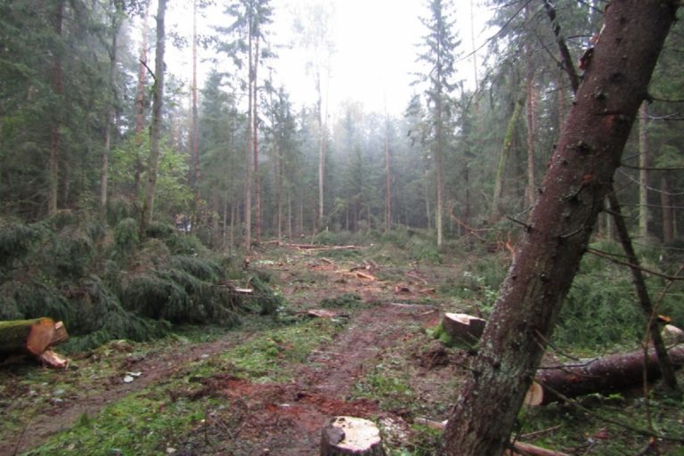 Прокуратура разберётся с незаконной вырубкой деревьев в Тверской области