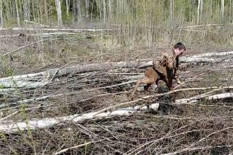 В Бологовском районе спасли обессилившего лосенка