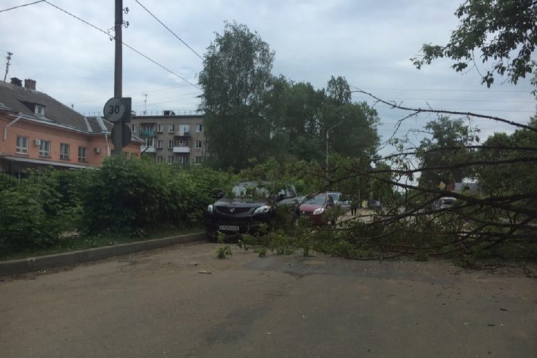 В Твери упавшее дерево перегородило дорогу