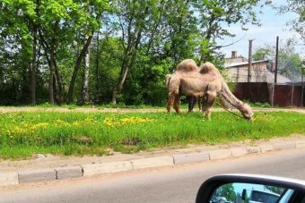 В Твери пасется двугорбый верблюд