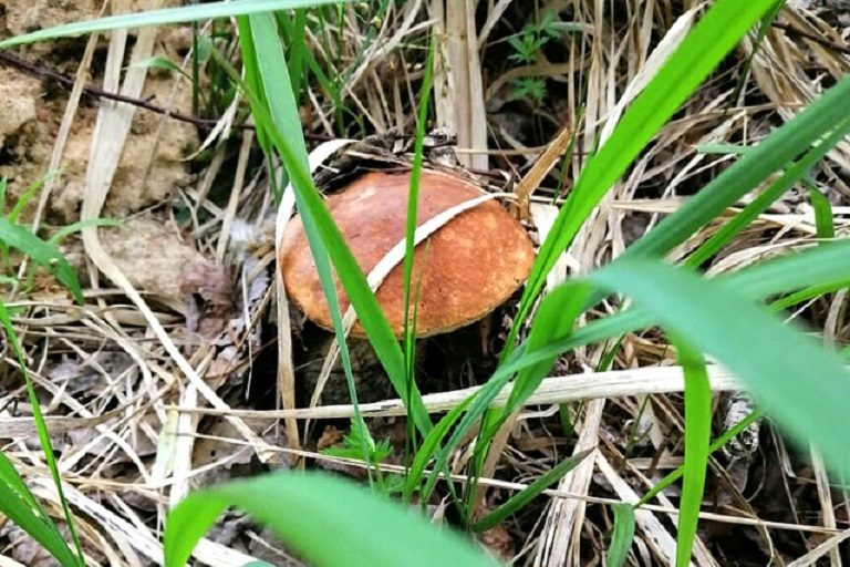 В Тверской области появились первые летние грибы