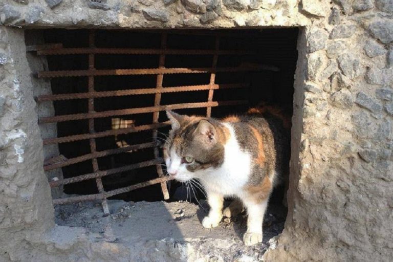 Правительство РФ обяжет открыть продухи в домах и защитит кошек в подвалах