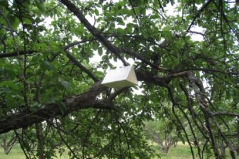 В Тверской области будут ловить вредителей используя половое влечение