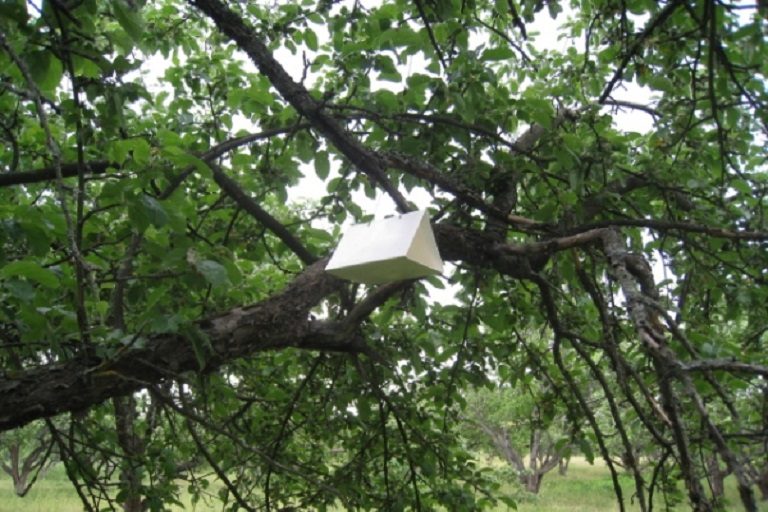 В Тверской области будут ловить вредителей используя половое влечение