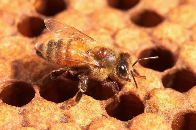 В Тверской области тяжело заболели пчелы