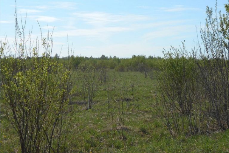 В Тверской области владельцу 90 гектаров пастбищ предписали пасти домашних животных