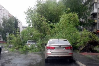 В Твери упавшее дерево повредило автомобили