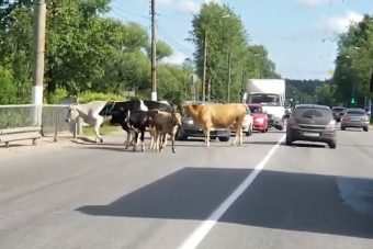 Как в Дели. В Твери на оживленной дороге паслись коровы