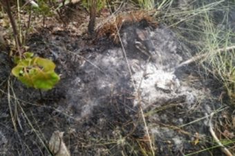В Конаковском районе возник торфяной пожар