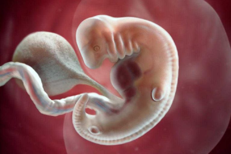РПЦ требует признать эмбрион человеческим существом, аборт признать убийством и запретить ЭКО