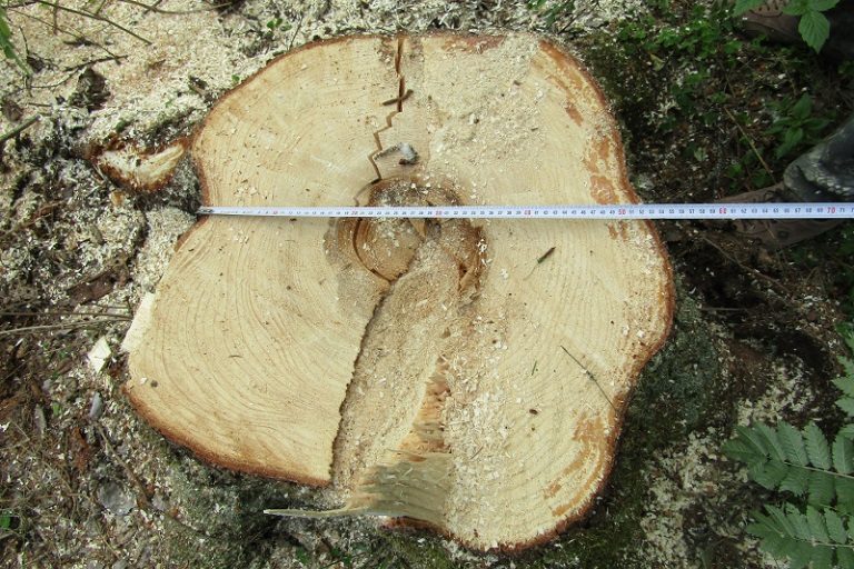 В Тверской области "черный лесоруб" напилил елок в особо крупном размере