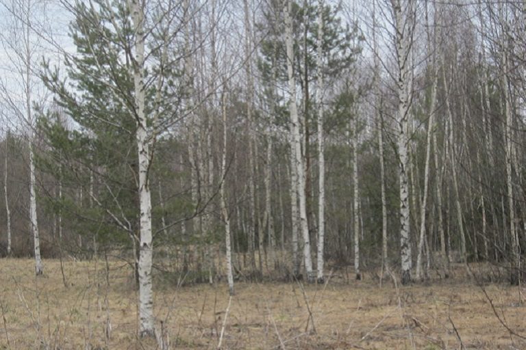 Собственник 430 гектаров сельхозугодий в Тверской области лишил плодородную почву ценности