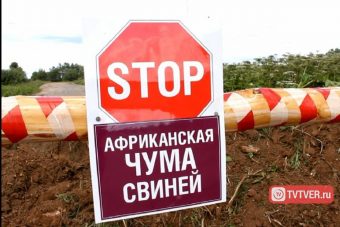 Мертвая зона. В Тверскую область снова пришла африканская чума свиней