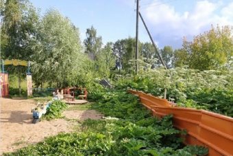 Следователи заинтересовались борщевиком в Тверской области