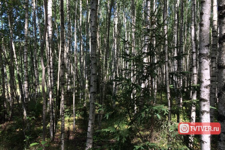 В Тверской области усилят пожарный мониторинг лесов