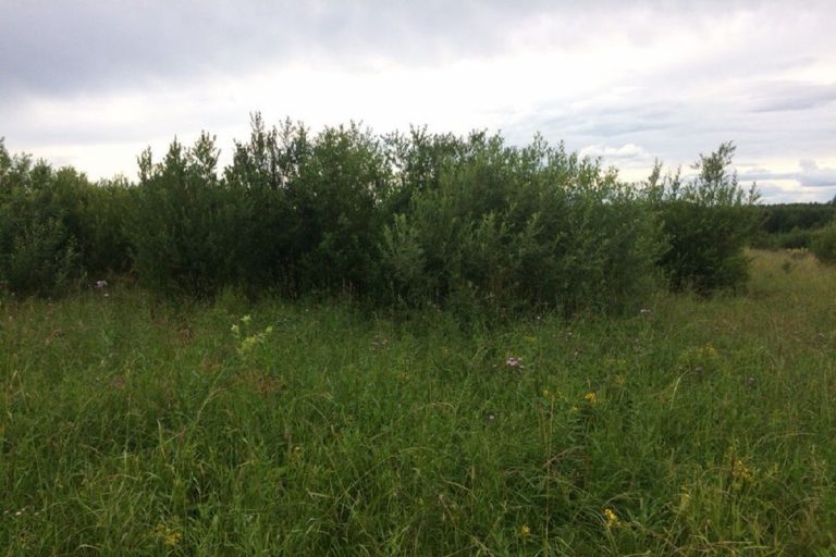 Сорняки захватили 80 гектаров земли в Тверской области