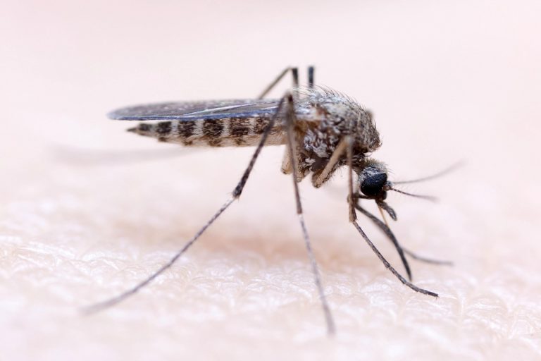 Ученые выяснили: на ужин комары предпочитаю первую группу крови