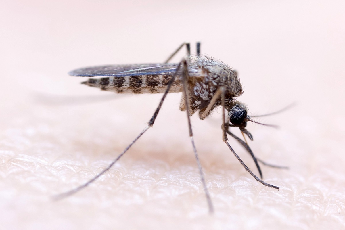 Назойливый вопрос: учёные выдвинули версию о предпочтениях комаров