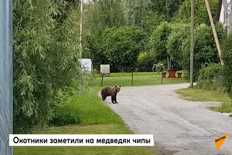 Тверские медведи нарушили государственную границу с Эстонией Тверские медведи нарушили государственную границу с Эстонией