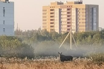 В Заволжском районе Твери гуляет лось