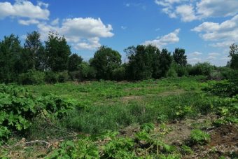 160 гектаров сельхозугодий в Западнодвинском районе заросли кустарником и борщевиком