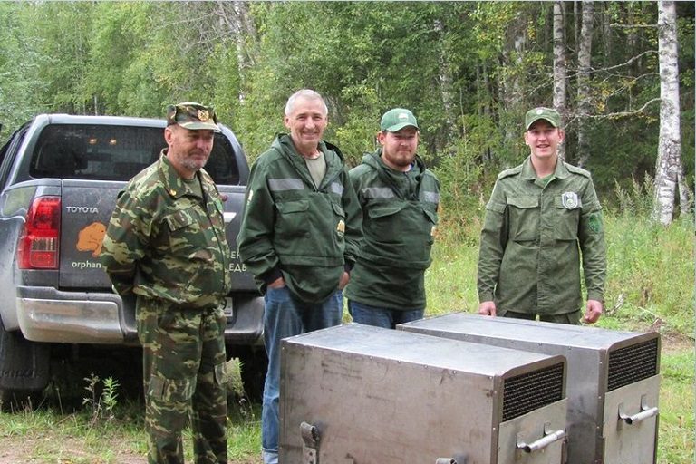 Погостили и хватит: из Тверской области вернули в вологодские леса медвежат-сирот