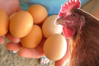 Что дороже яйцо или курица? В Тверской области зафиксирован очередной рост цен на продукты