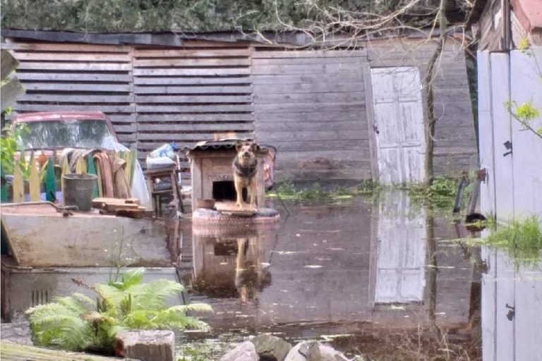 Житель Вышнего Волочка после потопа держит собаку в затопленной будке