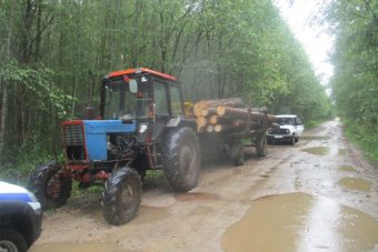 В Тверской области полицейские поймали "черных" лесорубов