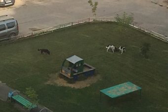 В Твери бездомные собаки оккупировали детскую площадку