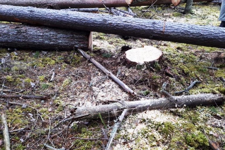 В Тверской области полицейские задержали дуэт черных лесорубов