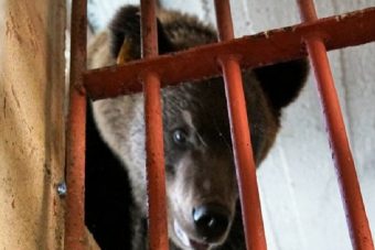 растаможили медведя