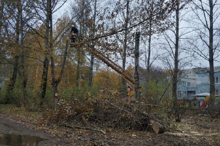 вырезали тополя