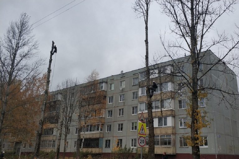 вырезали тополя