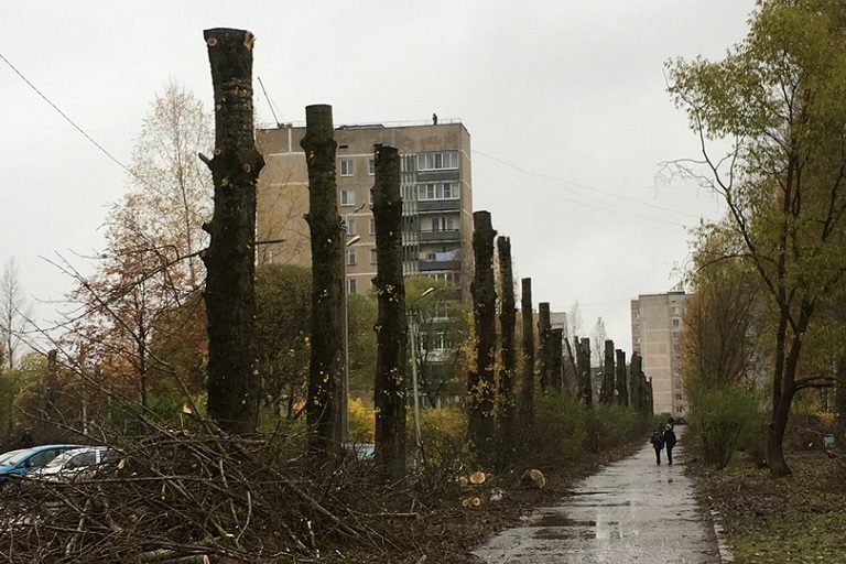 вырезали тополя