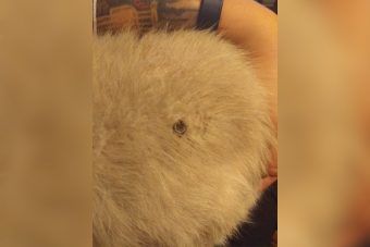 В Тверской области коты стали мишенями живодеров Дети-живодеры в Тверской области обстреляли из пневматики кота