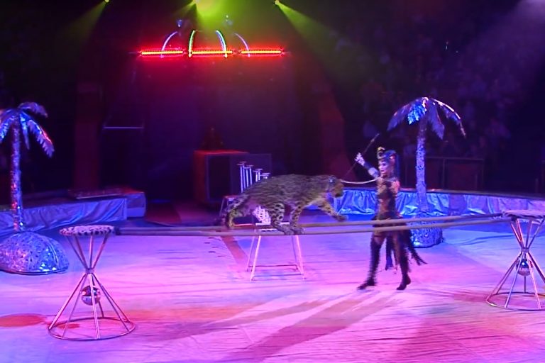 Тверской цирк заиграл новыми красками. Зрителей ждет премьера шоу-программы "Звездный круиз"
