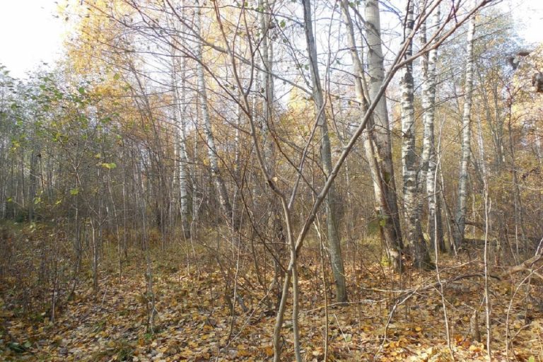 В Торжокском районе десятки гектаров пашен зарастают кустами и сорной травой