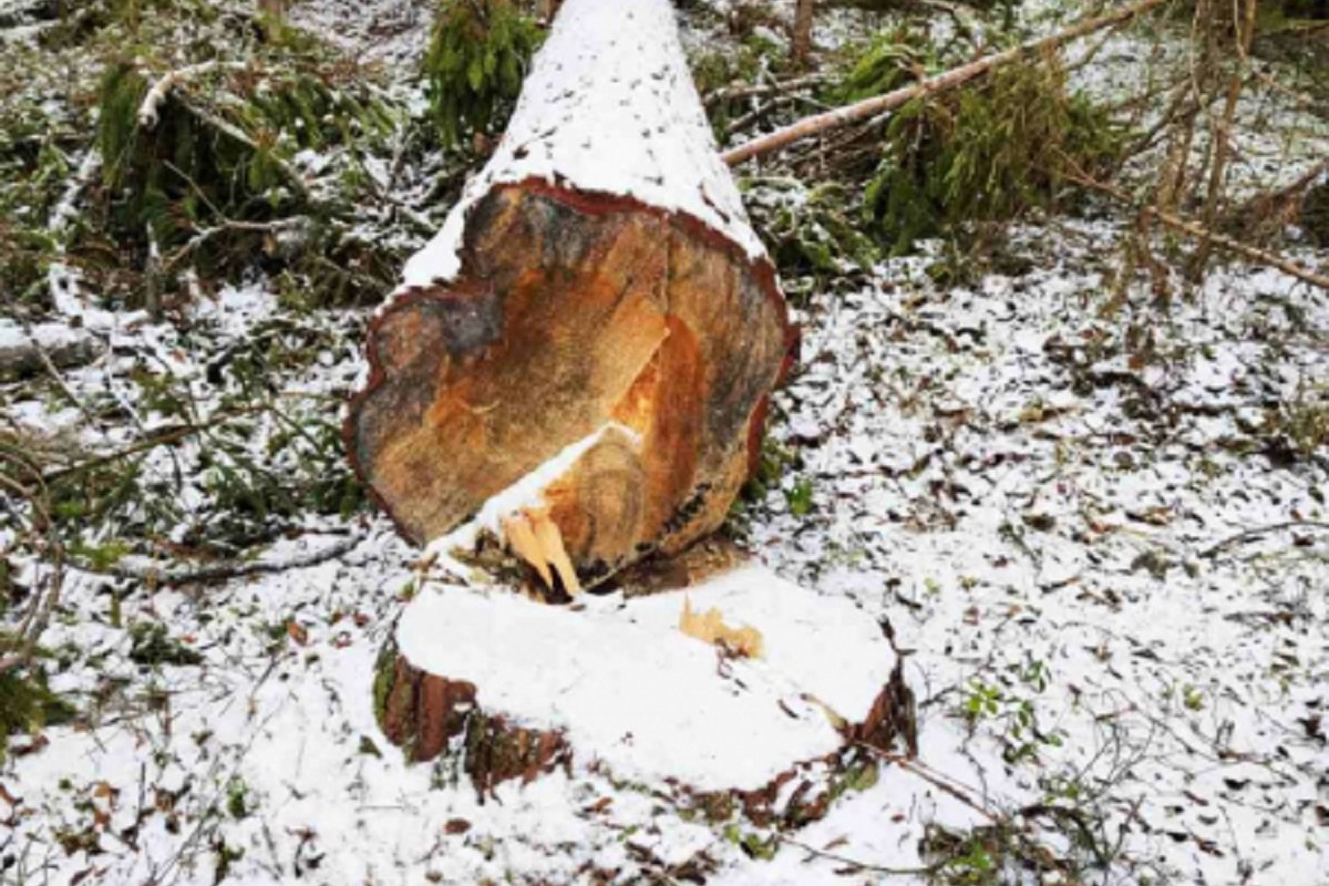 В Тверской области черный лесоруб напилил сосен на миллион