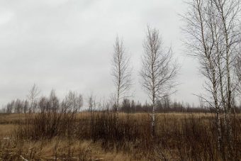 Около 100 гектаров сельхозугодий под Зубцовом зарастают кустарником и сорной травой