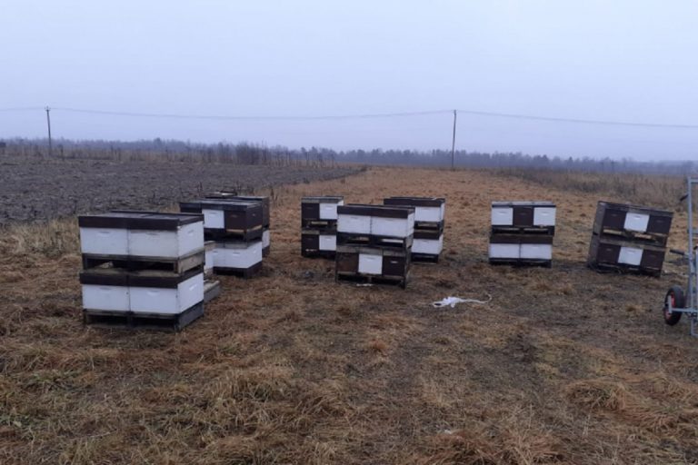 У жителя Твери украли пчелиные ульи