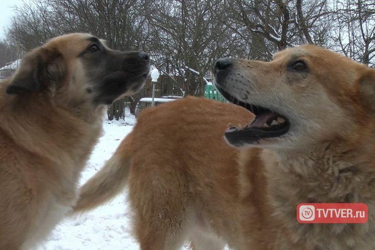 Власти Бежецка объявили двухмесячник по отлову бездомных собак