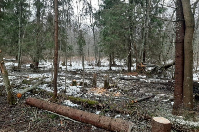 В Тверской области задержали «черного» лесоруба