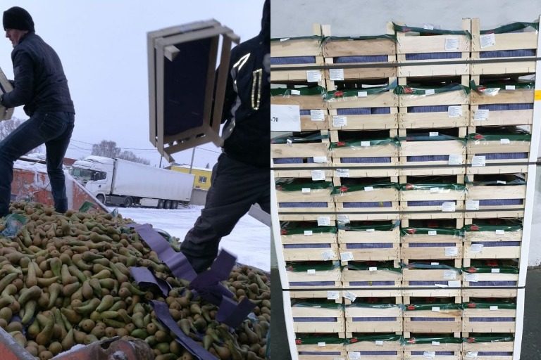 В Тверской области уничтожили 21 тонну санкционных груш