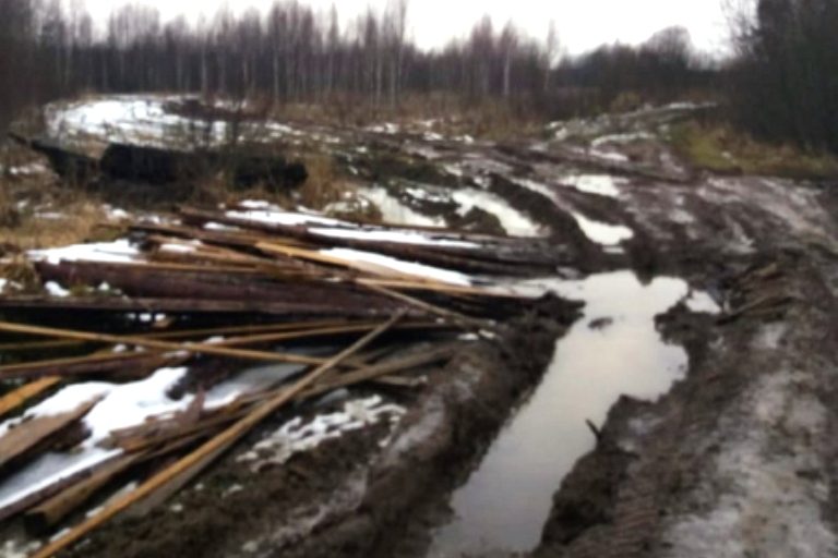 В Тверской области задержали организатора незаконной вырубки леса
