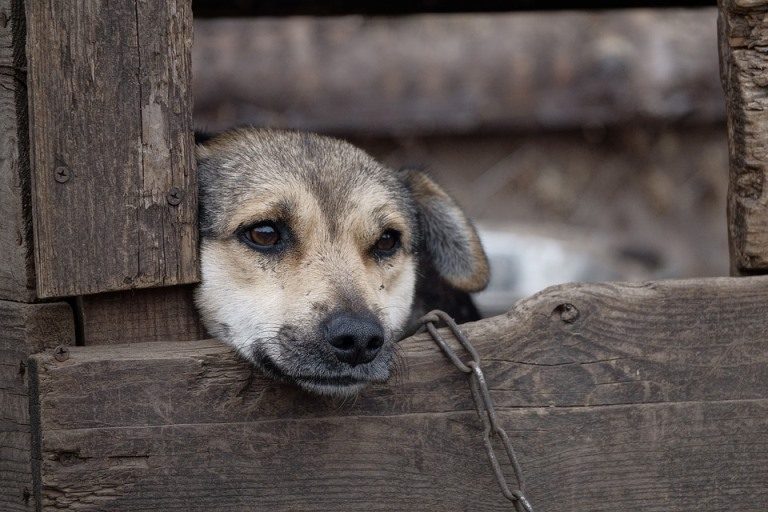 В Тверской области зафиксирован случай бешенства у домашней собаки