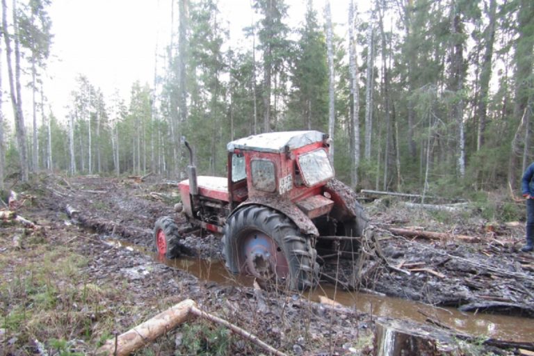 В Тверской области «чёрные лесорубы» нарубили деревьев почти на миллион рублей