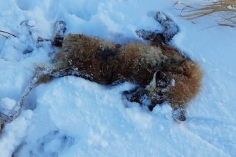 В Кашине уничтожили лису, покусавшую 12 человек