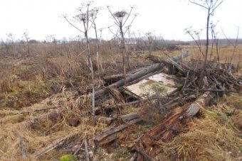 Сельхозугодья в Конаковском районе заросли борщевиком